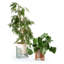 Riviera Ceramic / Porcelain Table Vase-428184656