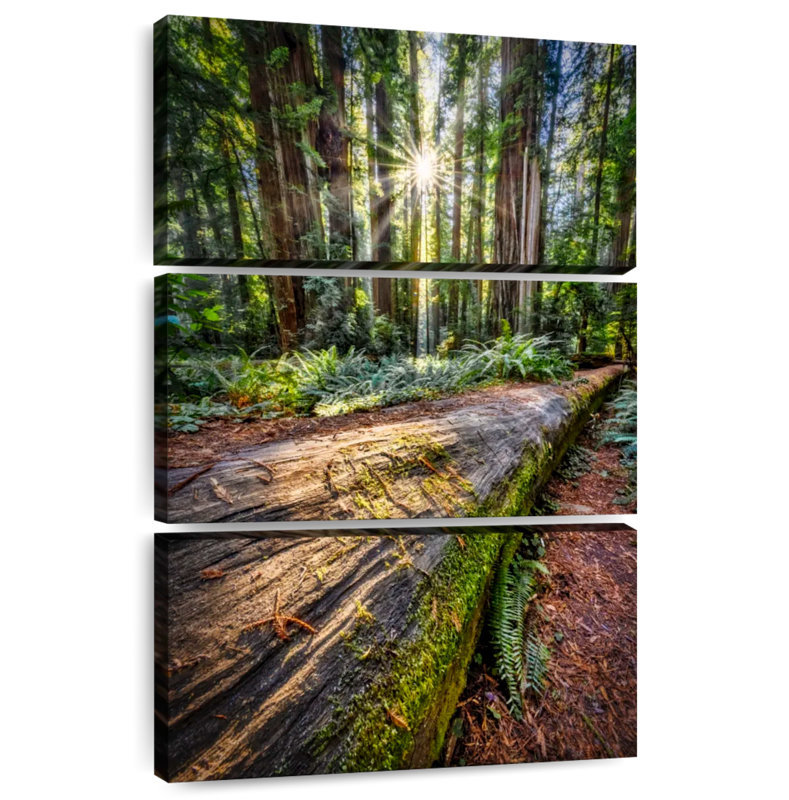 Harnek Sunrise à Jedediah Smith, forêt de séquoia, H 50 po x l 32 po