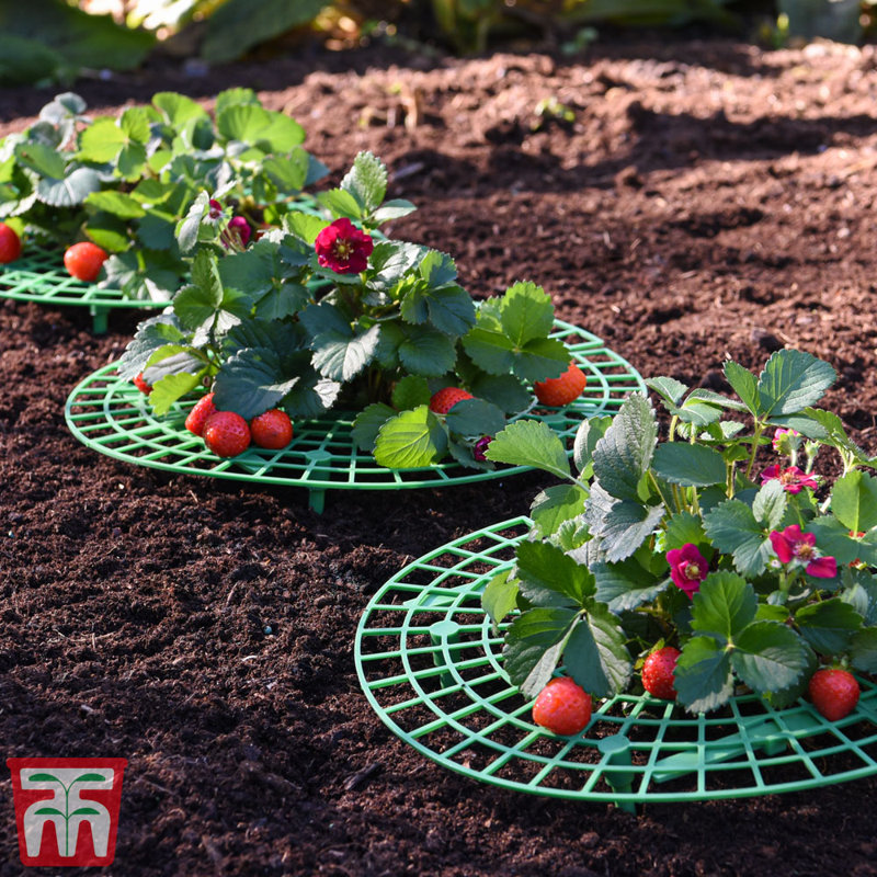 Croyle Strawberry Plant Support Frame (x5)