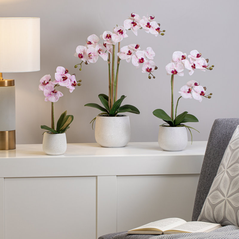 Faux orchidée Phalaenopsis, Blanc / rose