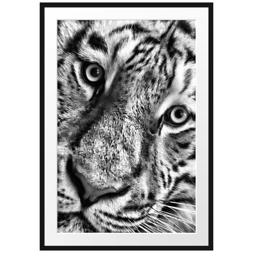 Gerahmtes Poster Beautiful Tiger