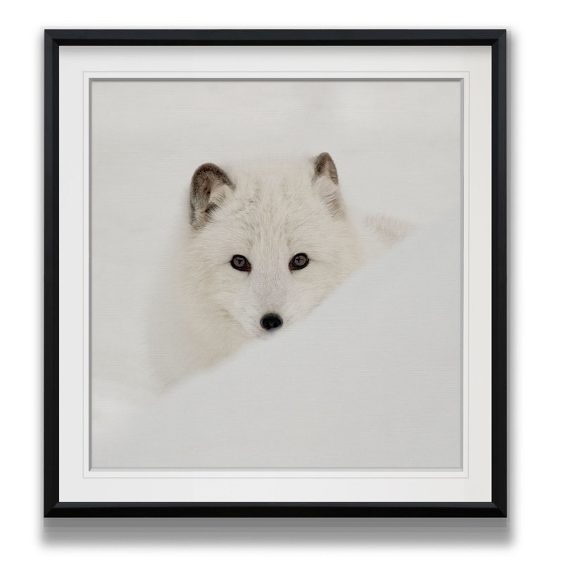 «Arctic Fox», reproduction de photo, H 17,5 po x l 17,5 po x P 1,5 po, Cadre noir