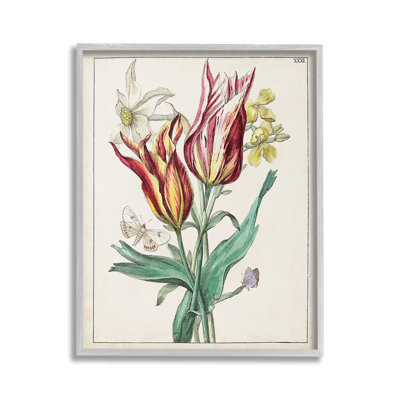 Tulipes et papillons de nuit