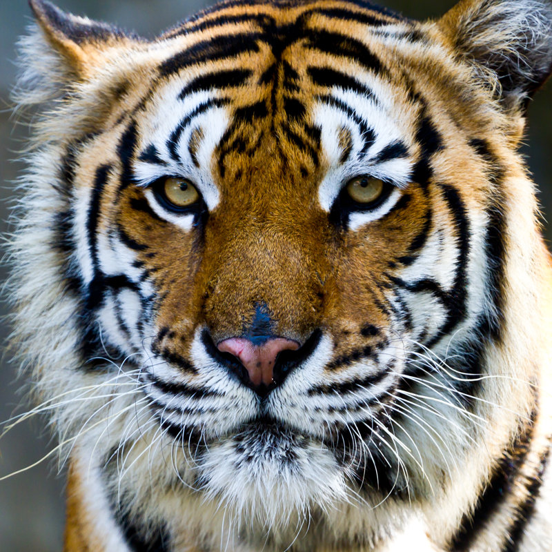 Tiger - Wrapped Canvas Print, 76cm H x 76cm W x 3.8cm D