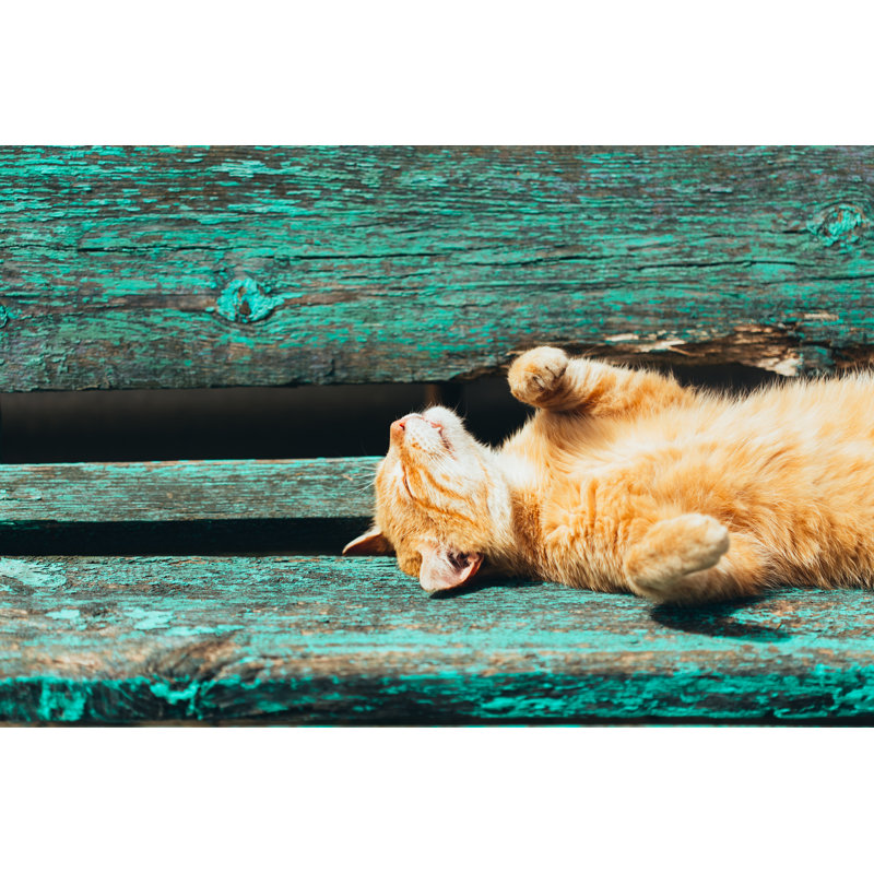 «Kitten Cat» par Bruev - Photographie sur toile tendue, H 18 po x l 12 po