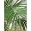 Faux botanique de Madagascar au fini vert, hauteur de 50 po