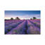 Lavender Field by Adam Burton - Wrapped Canvas Print-286148154