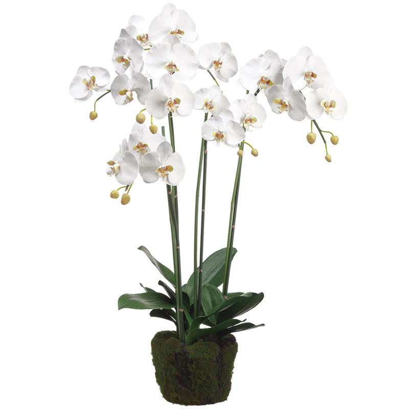 Phalaen. Plant W/ Soil/moss