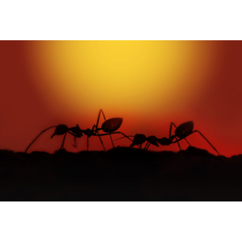 Toolleen Ants by Chadked - Wrapped Canvas Print, 61cm H x 91cm W x 3.8cm D