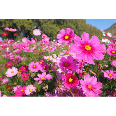 Cosmos Flowers by Passakorn_14 - Wrapped Canvas Print