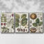 Ensemble de 3 cadres photo sur toile Antique Foliage and Fruit VI-97759110-97759109