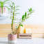 Ceramic Pot Planter-63880906-63880909