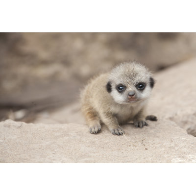 Jeune suricate - photographie sur toile tendue