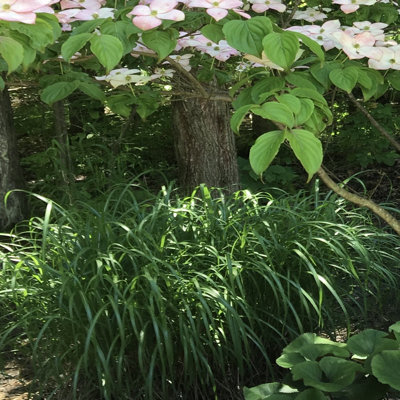 1 gal. Big Blue Lily Turf Plant