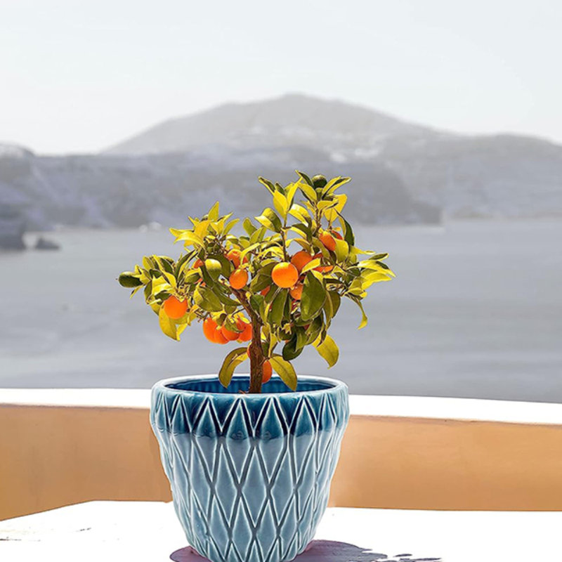 Shoun Ceramic Pot Planter