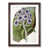 Walnut Framed selected