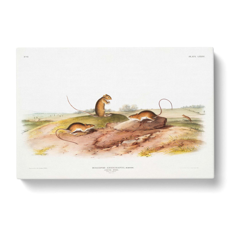Jumping Mice by J.W. Audubon - Wrapped Canvas Painting, 35cm H x 50cm W x 3cm D