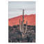Sunsets And Saguaros by Nathan Larson-79406483-79406570