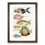 East Indies Fish Illustrations Dixieme K by Louis Renard - Picture Frame Painting Print-55547328-55547327