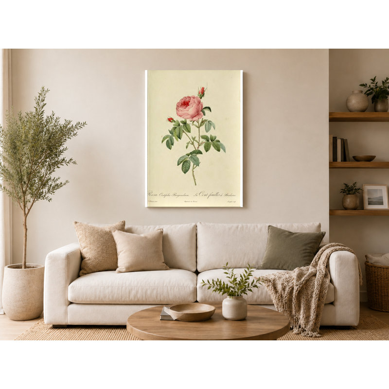 Art mural sur toile Rosa Centifolia Burgundiaca / La Cent-feuilles de Bordeaux, 20" W x 16" H