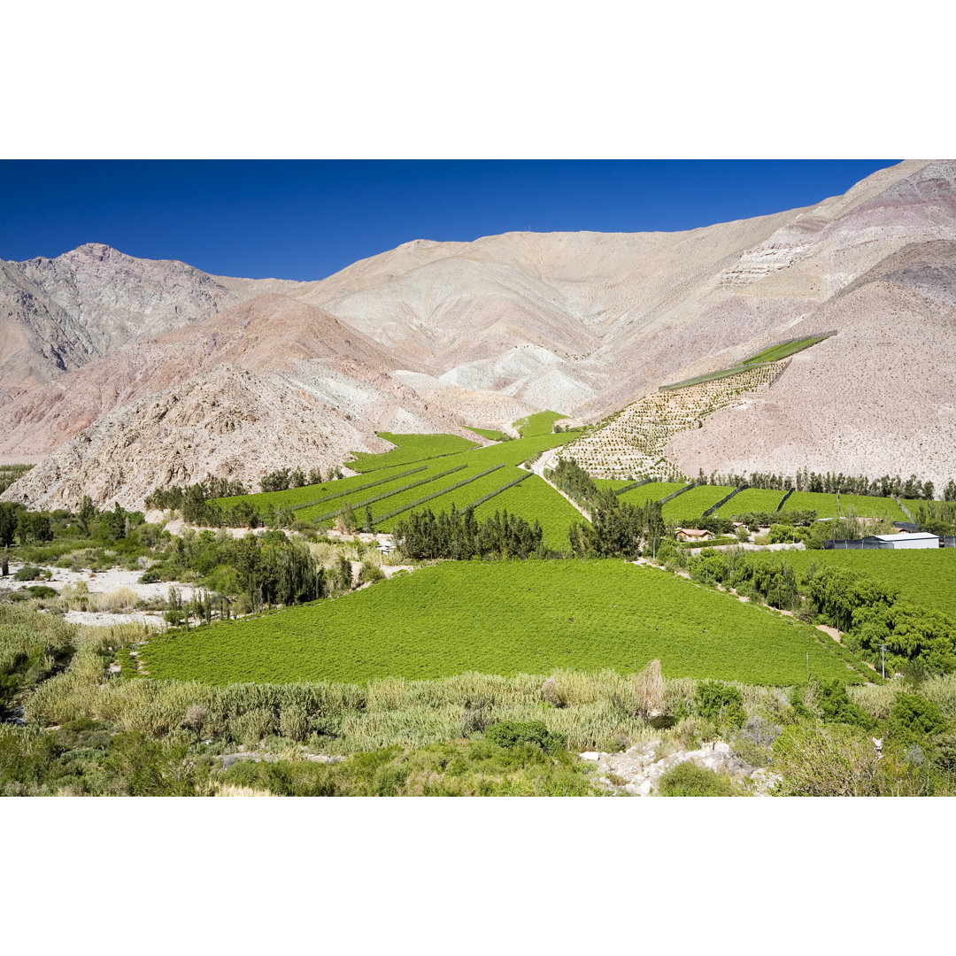 Weinberge im Elqui-Tal, Chile