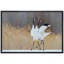 Crane héron, oiseau, hiver, campagne, couronne rouge, oiseau, photographie, encadrée-93629403-93629404