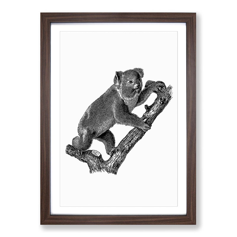 Koala Bear Illustration in Black & White - Picture Frame Art Print on MDF, 48cm H x 36cm W x 2cm D, Walnut Framed