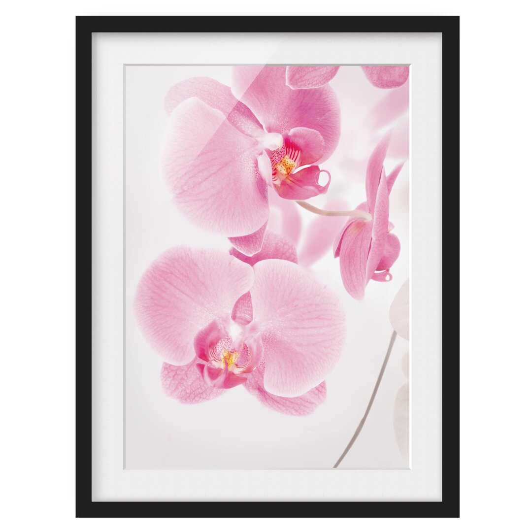 Gerahmtes Poster Delicate Orchids