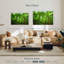 Jungle Alvord Basse-Terre-111859429