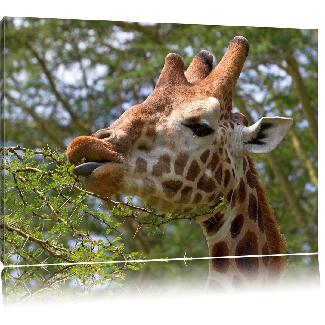 Leinwandbild Niedliche Giraffe beim Fressen