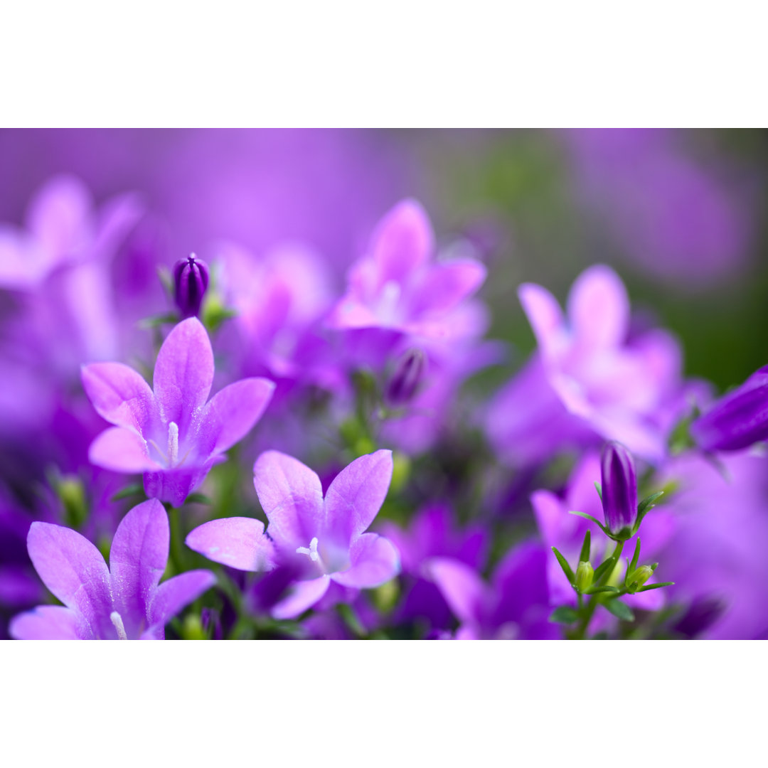 Campanula Portenschlagiana von Fotogaby - Kunstdrucke auf Leinwand