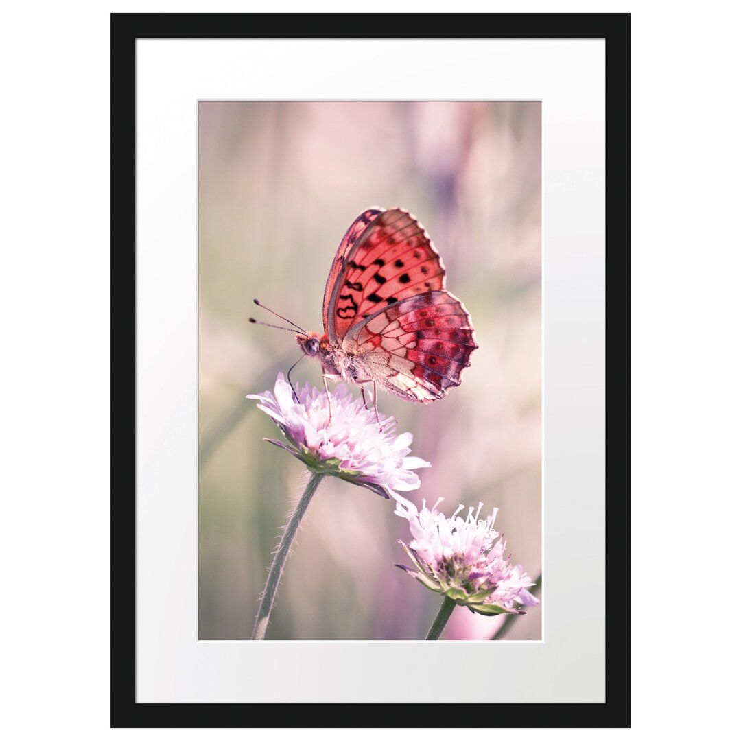 Gerahmtes Poster Bezaubernder Schmetterling