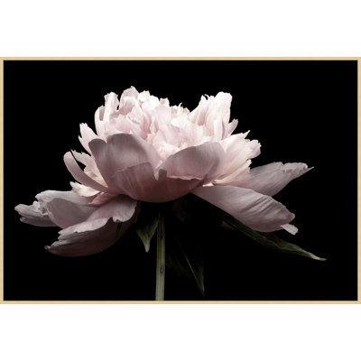 Petal Romance 2 Print by Lillian August