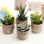 Ensemble de 4 plantes grasses artificielles en pot 0,75 po