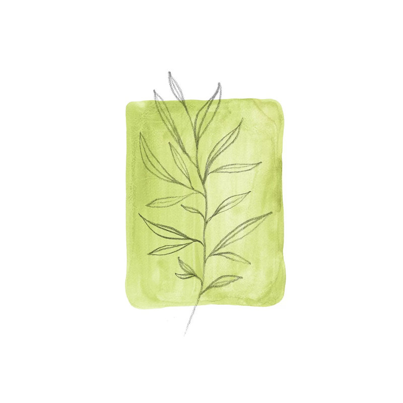 Olive Leaves by Whales Way - Print on Canvas, 101.6cm H x 66.04cm W x 1.91cm D, Wrapped Canvas