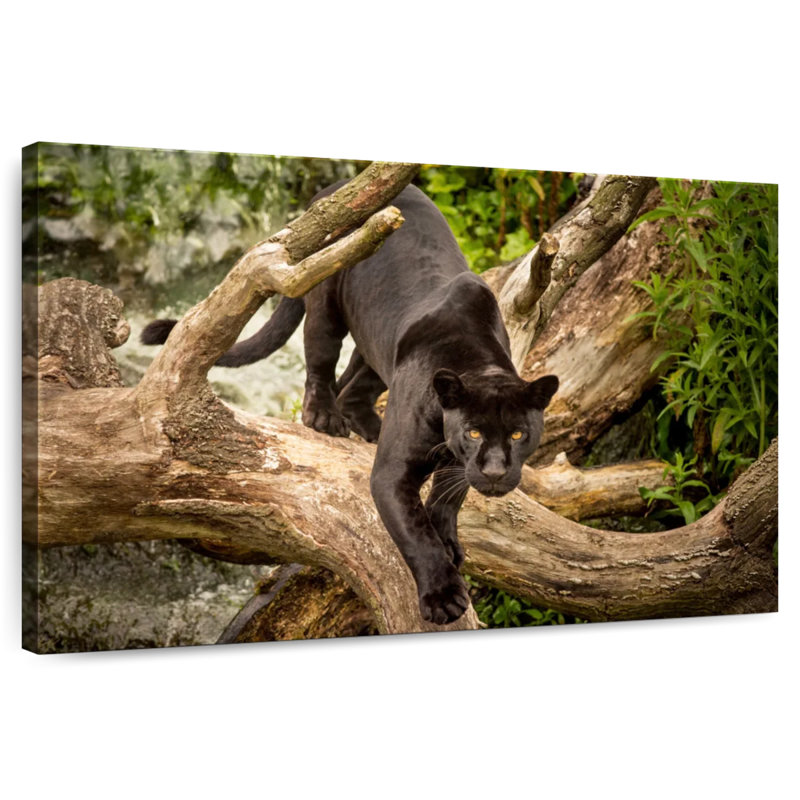 Brampt Prowling Black Jaguar, 16" H x 24" W