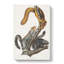 Cat Squirrels by J.W. Audubon - Wrapped Canvas-55371233