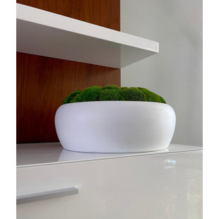 Symbiotikwalls Large Moss Bowl Centerpiece | Pillow Moss Arrangement (Dark Pillow Moss)