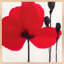 Red Poppy 1 Print by Ivo Stoyanov-1165568419-1165568422