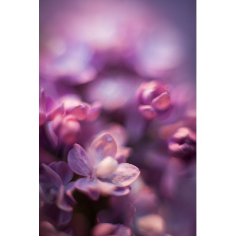 Beautiful Lilac by Maryna Andriichenko - Wrapped Canvas Print, 46cm H x 30cm W