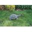 Turtle Statue