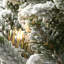 The Holiday Aisle® 4 ft. Iceland Fir Entrance Tree with Clear Lights