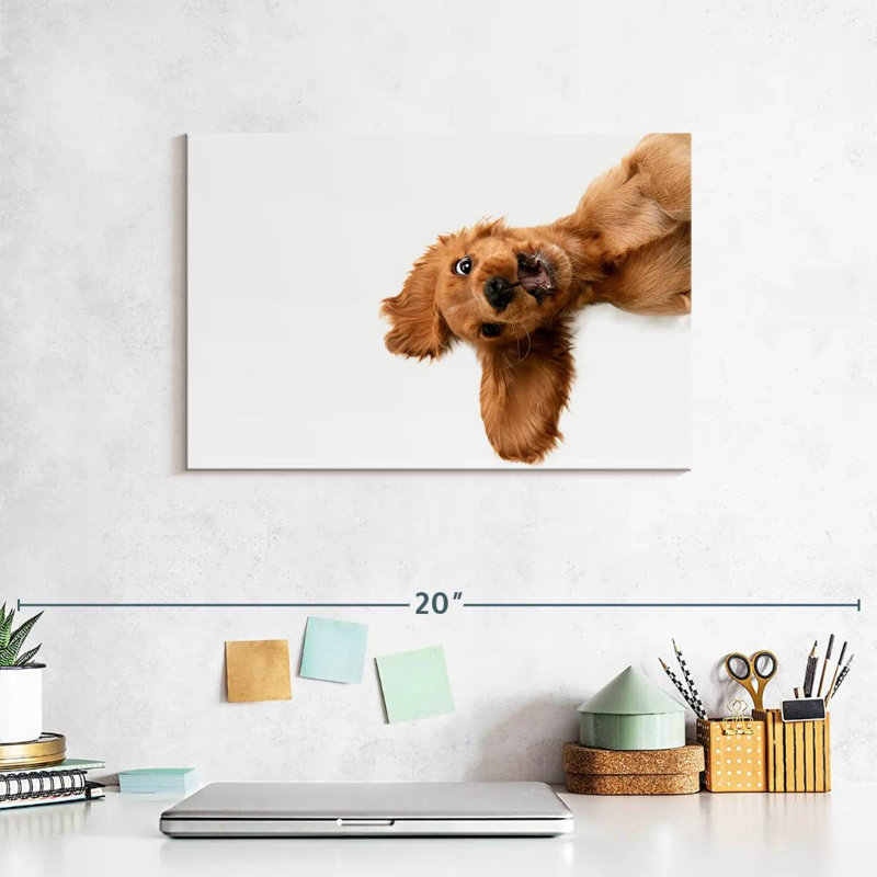 Chiot épagneul Bramer «Happy Cocker», H 8 po x l 12 po