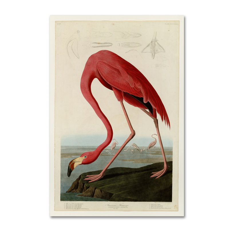 Wrapped Canvas Wall Art - John James Audubon 'Starry Night' Wall Art for Living Room, Bedroom, or Office Décor - 12x19