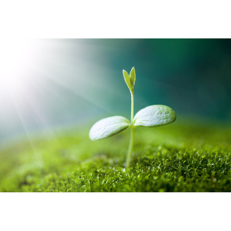 Sprout Growing by Oluolu3 - Wrapped Canvas Print, 30cm H x 46cm W