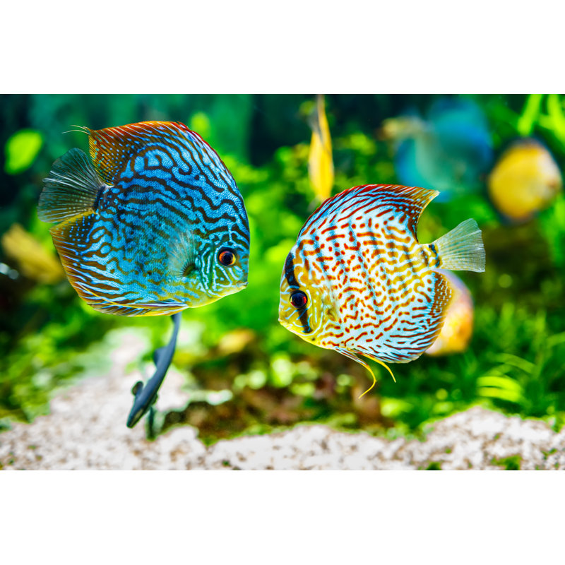 Aquarium Displaying Two Tropical Fish Symphsodon Discus by Cookelma - Wrapped Canvas Print, 51cm H x 76cm W