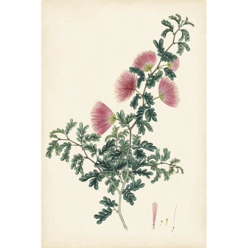 Splendors Of Botany X - Wrapped Canvas Print, 46cm H x 30cm W x 3.8cm D
