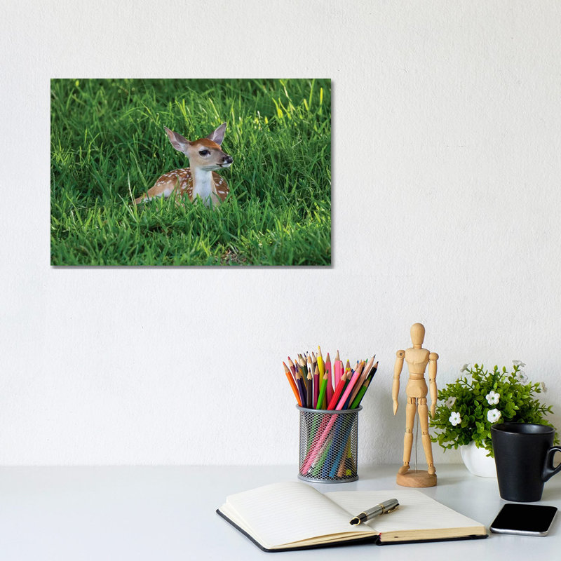 White-Tailed Deer (OdocoileUS Virginianus) Fawns Resting In Cover by Larry Ditto - Wrapped Canvas Gallery-Wrapped Canvas Giclée