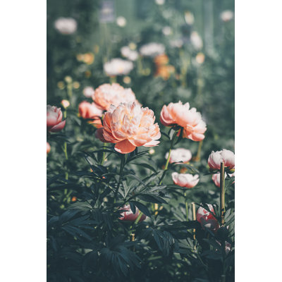 " Pink Coral Color Peonies In The Sunlight " by Uliu