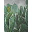 Paddle Cactus, reproduction sur toile